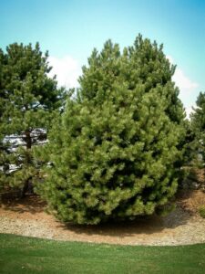 Сосна Чёрная (Pinus Nigra) купить по цене от 270.00р. в интернет-магазине «Посадика» с доставкой почтой в в Верхний Уфалейе и по всей России – [изображение №1].