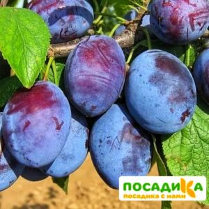 Слива Чачакская ранняя купить по цене от 229.00р. в интернет-магазине «Посадика» с доставкой почтой в в Верхний Уфалейе и по всей России – [изображение №1].