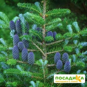 Пихта корейская (Abies koreana) купить по цене от 450.00р. в интернет-магазине «Посадика» с доставкой почтой в в Верхний Уфалейе и по всей России – [изображение №1].