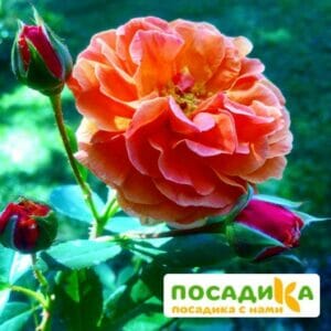 Роза Арабия купить по цене от 350.00р. в интернет-магазине «Посадика» с доставкой почтой в в Верхний Уфалейе и по всей России – [изображение №1].