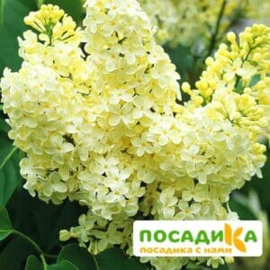 Сирень Примроуз (Primrose) купить по цене от 529.00р. в интернет-магазине «Посадика» с доставкой почтой в в Верхний Уфалейе и по всей России – [изображение №1].