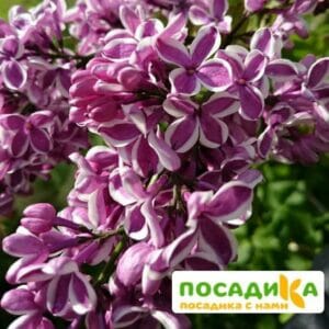 Сирень Сенсация купить по цене от 529.00р. в интернет-магазине «Посадика» с доставкой почтой в в Верхний Уфалейе и по всей России – [изображение №1].