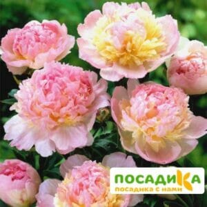 Пион Распберри Сандей (Paeonia Raspberry Sundae) купить по цене от 959р. в интернет-магазине «Посадика» с доставкой почтой в в Верхний Уфалейе и по всей России – [изображение №1].