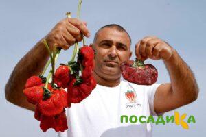 Клубника Гигант Джорнея купить по цене от 266р. в интернет-магазине «Посадика» с доставкой почтой в в Верхний Уфалейе и по всей России – [изображение №1].