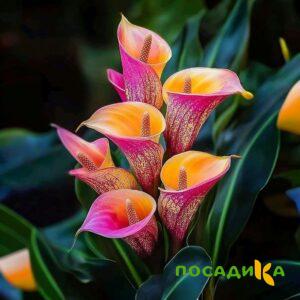 Калла Оникс купить по цене от 450р. в интернет-магазине «Посадика» с доставкой почтой в в Верхний Уфалейе и по всей России – [изображение №1].