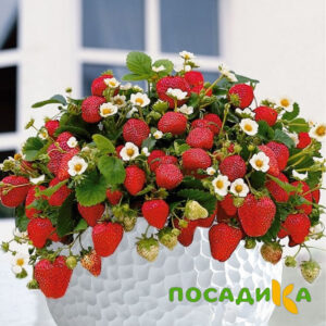 Клубника Рубиновый Шепот (горшечная) купить по цене от 240р. в интернет-магазине «Посадика» с доставкой почтой в в Верхний Уфалейе и по всей России – [изображение №1].