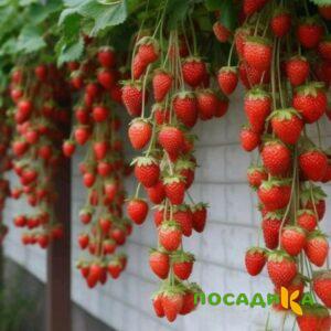 Клубника вьющаяся Комплимент купить по цене от 470р. в интернет-магазине «Посадика» с доставкой почтой в в Верхний Уфалейе и по всей России – [изображение №1].