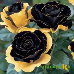 Роза Ханни Сикл купить по цене от 700р. в интернет-магазине «Посадика» с доставкой почтой в в Верхний Уфалейе и по всей России – [изображение №1].