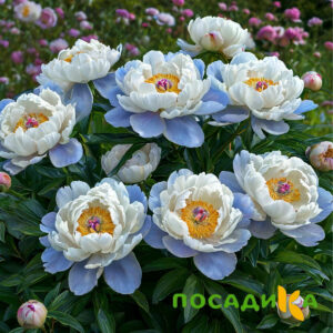 Пион акварельный Этюд купить по цене от 806р. в интернет-магазине «Посадика» с доставкой почтой в в Верхний Уфалейе и по всей России – [изображение №1].