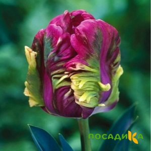 Тюльпан Экзотик Хэвен купить по цене от 186р. в интернет-магазине «Посадика» с доставкой почтой в в Верхний Уфалейе и по всей России – [изображение №1].