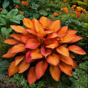 Хоста Солнечный Нектар купить по цене от 605р. в интернет-магазине «Посадика» с доставкой почтой в в Верхний Уфалейе и по всей России – [изображение №1].