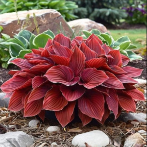 Хоста Рэд Эйнджл купить по цене от 549р. в интернет-магазине «Посадика» с доставкой почтой в в Верхний Уфалейе и по всей России – [изображение №1].