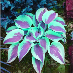 Хоста Висперин Бьюти купить по цене от 379р. в интернет-магазине «Посадика» с доставкой почтой в в Верхний Уфалейе и по всей России – [изображение №1].